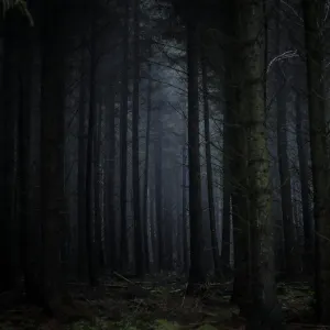 dark_misty_woods
