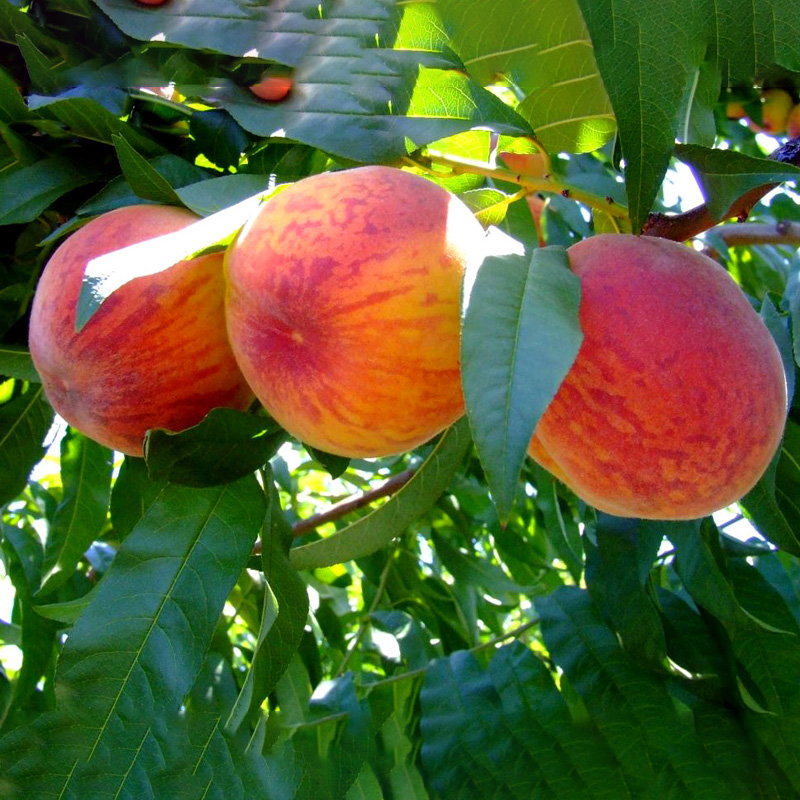 Вавиловский