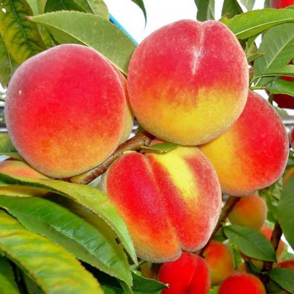 Золотой юбилей