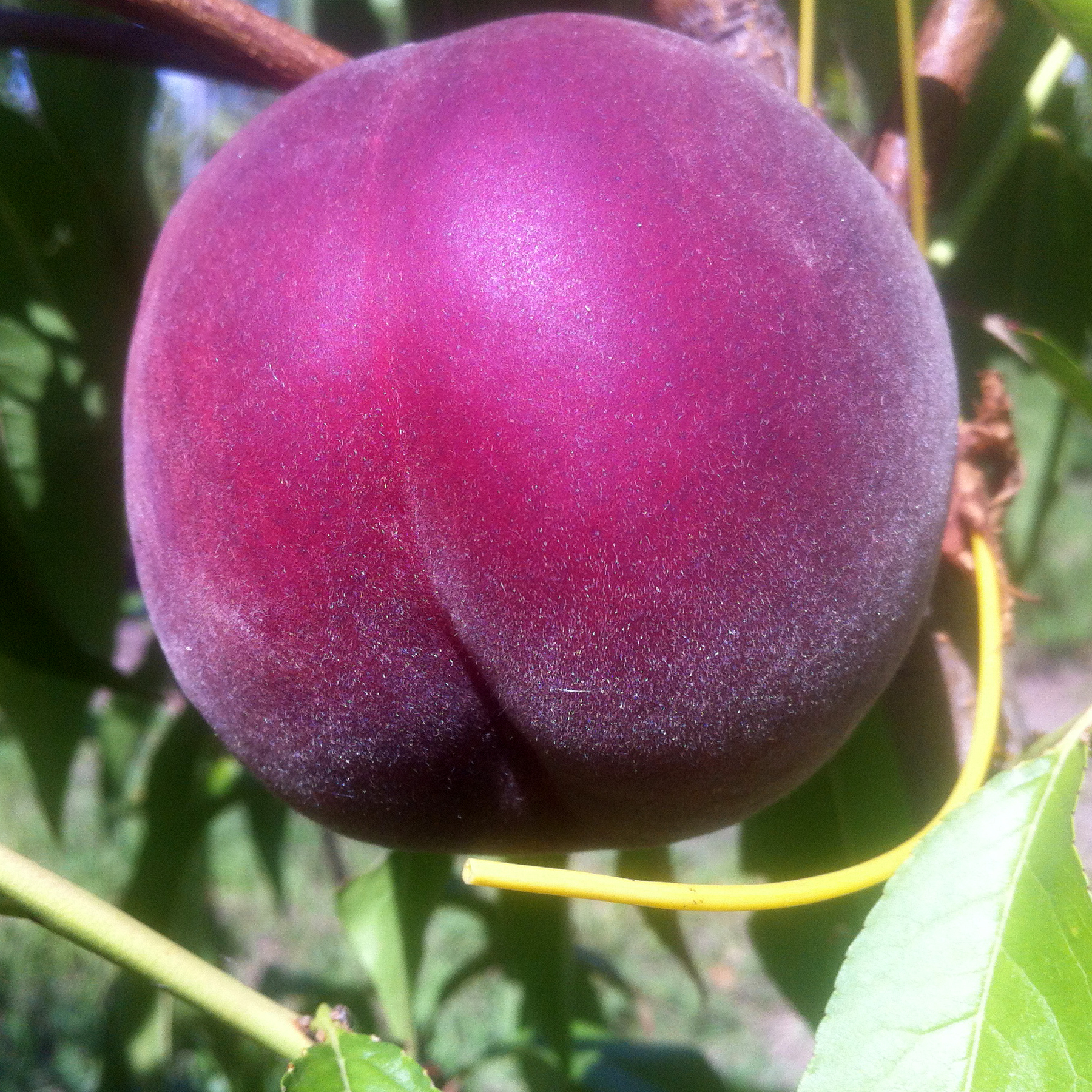 Чемпион ранний