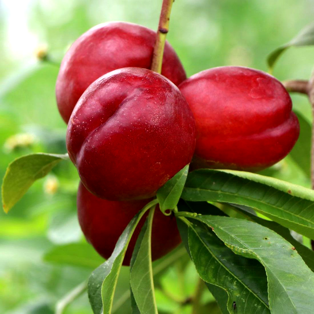 Кримсон голд (нектарин)