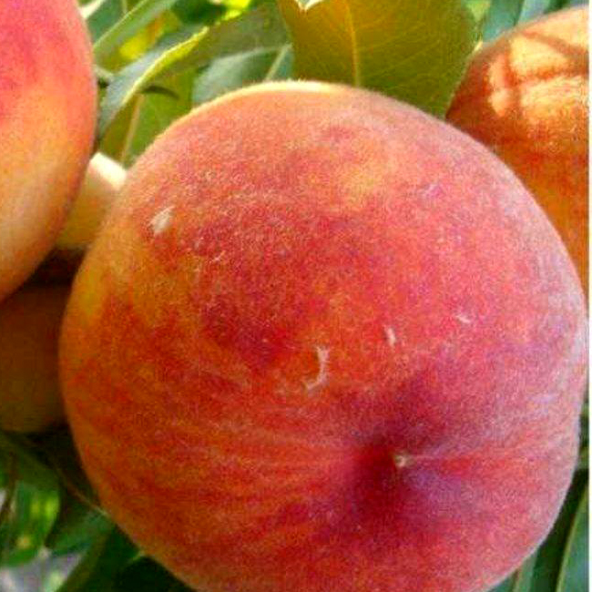 Юбилейный ранний