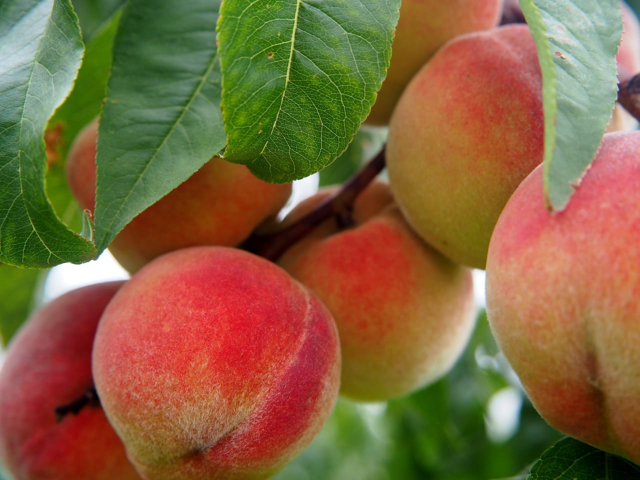 Peaches on the tree grown in the Homokhati (Sand Back) microclimate of Hungary