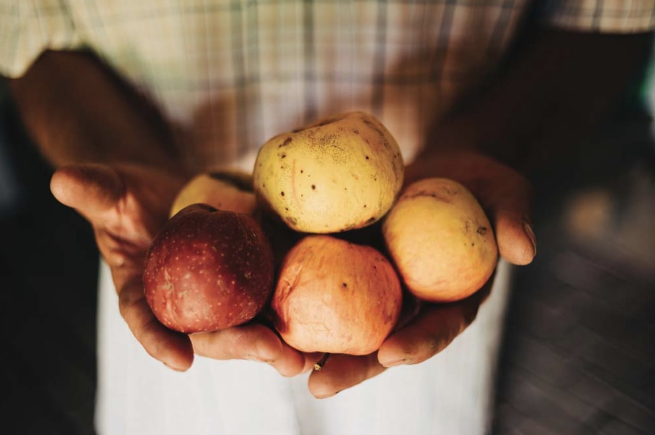 A handful of early ripening apple variety