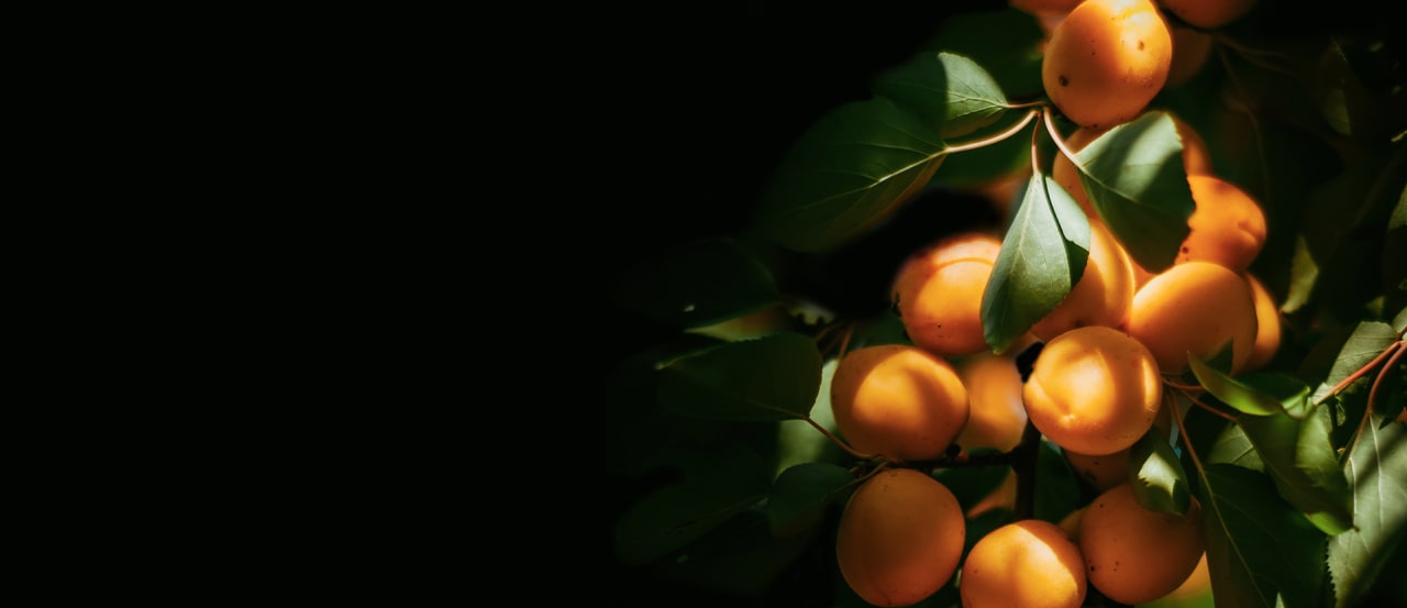 apricot tree