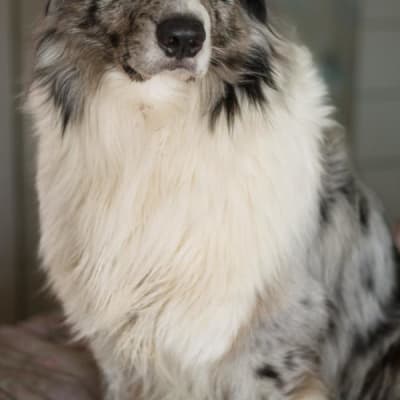 Biscuit