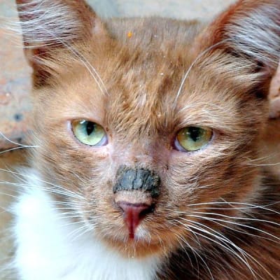 Pixel