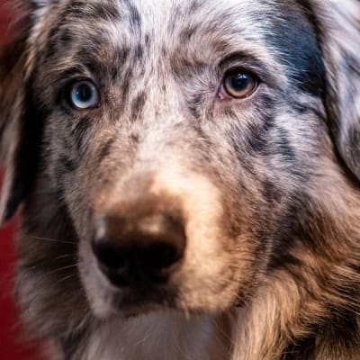 Scout