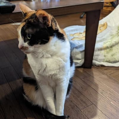 Mochi