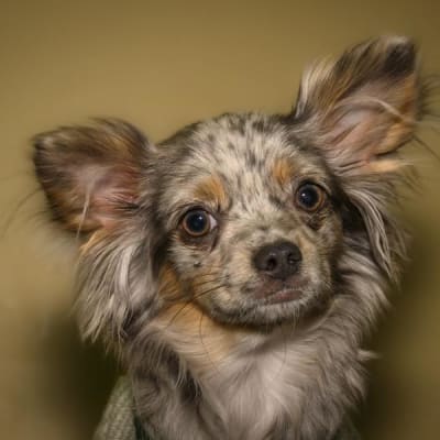 Banjo