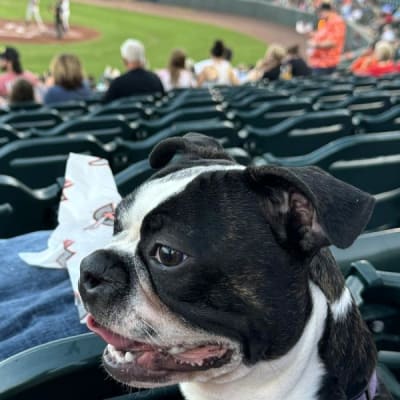 Sergeant Stubby