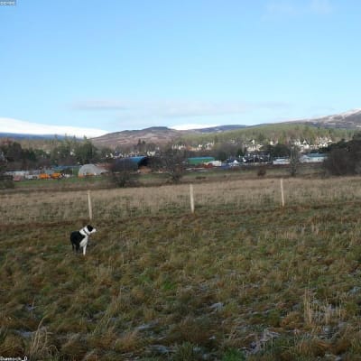 Bobbie the Wonder Dog