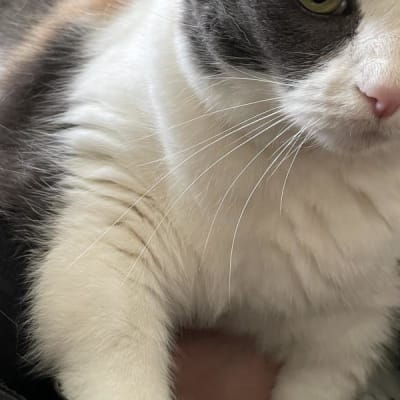 Tama