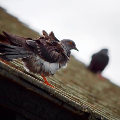 Cher Ami