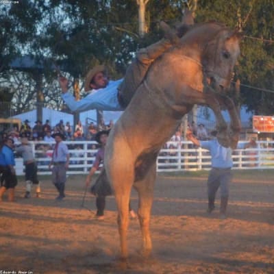Sergeant Reckless