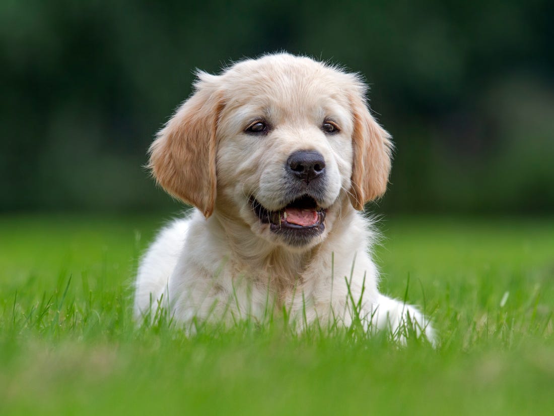 Biscuit