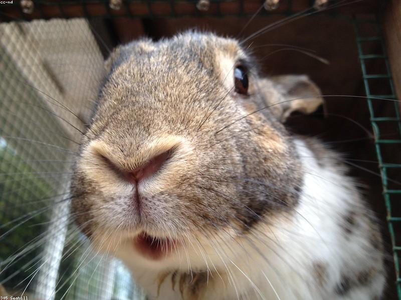 Clover — photo 2