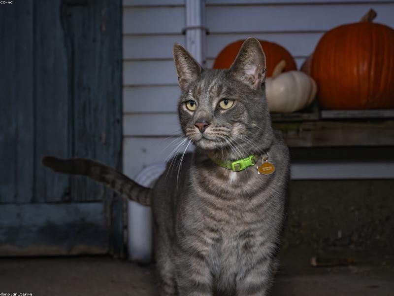 Pixel — photo 1