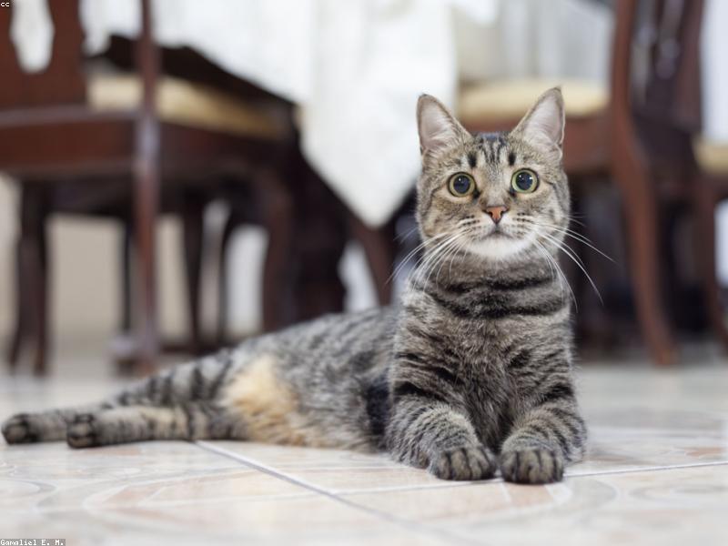 Pixel — photo 3