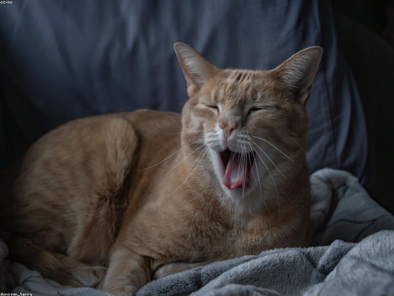 Pixel — photo 4