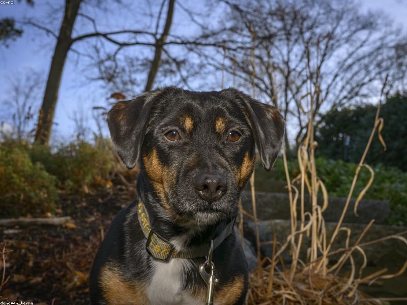 Maple — photo 1