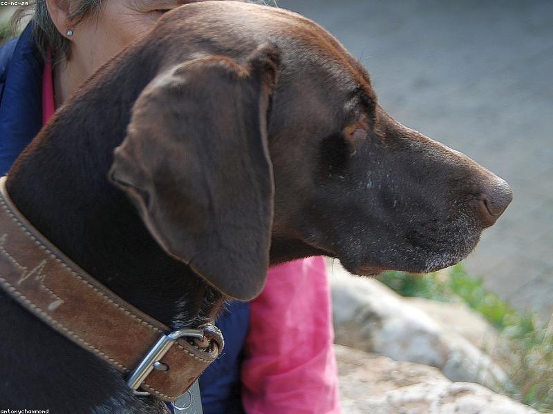 Rusty — photo 4