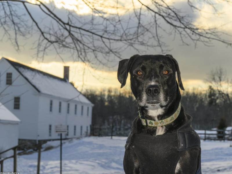 Bruno — photo 2