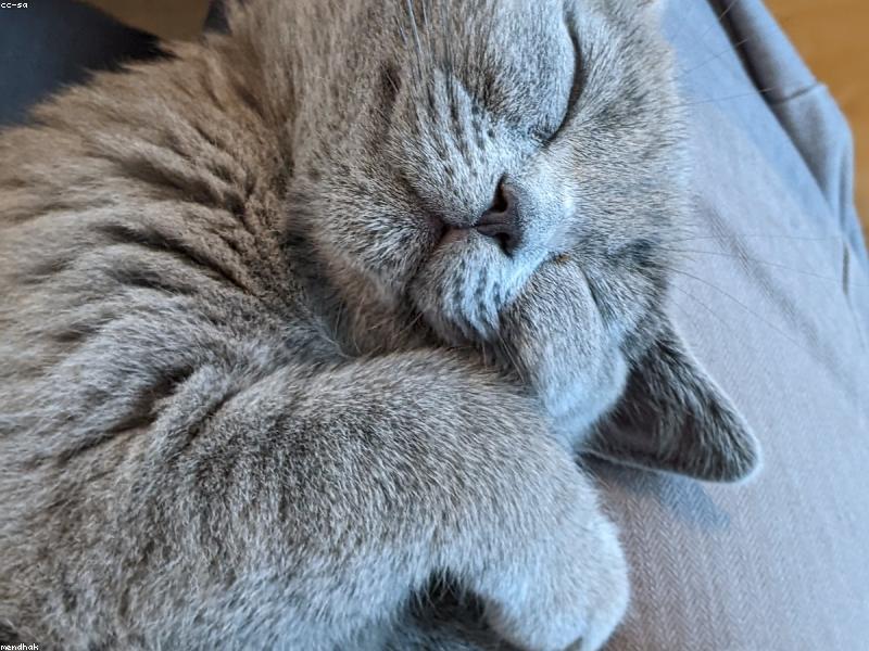 Olive — photo 1