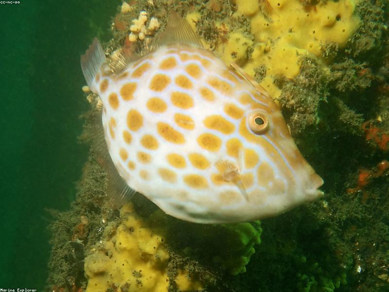 Nemo — photo 4