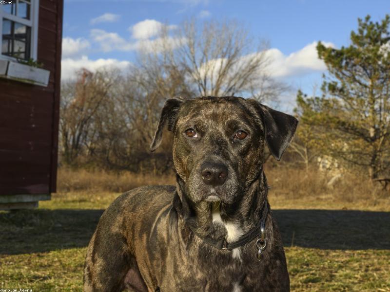 Scout — photo 1
