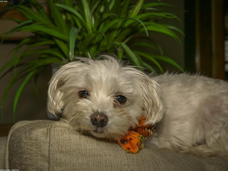 Scout — photo 2