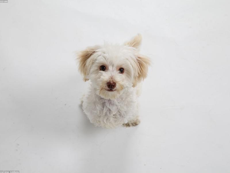 Ozzy — photo 4