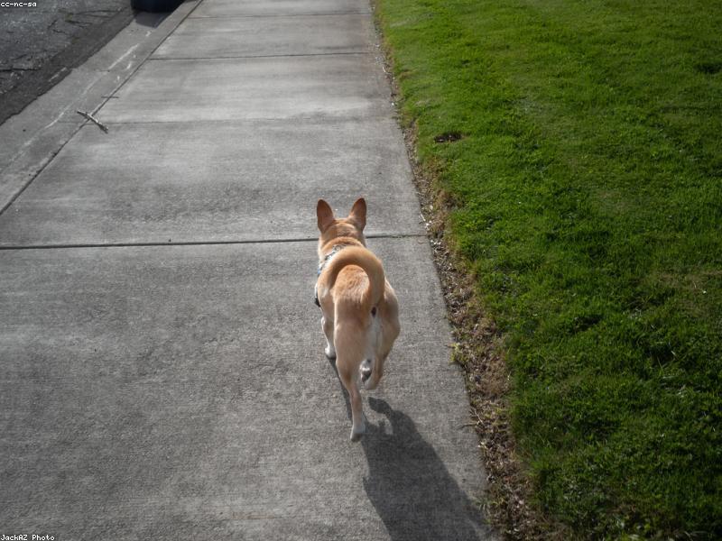 Moose — photo 1