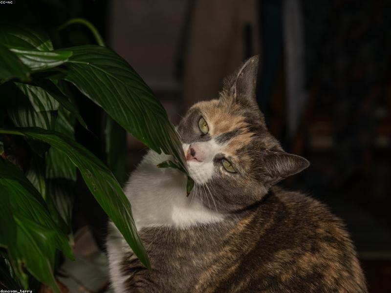 Juniper — photo 1