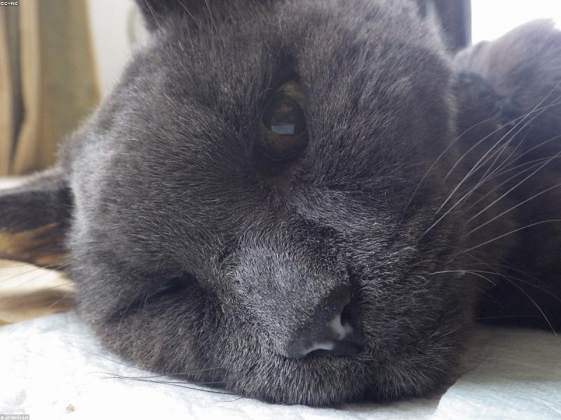 Mochi — photo 1