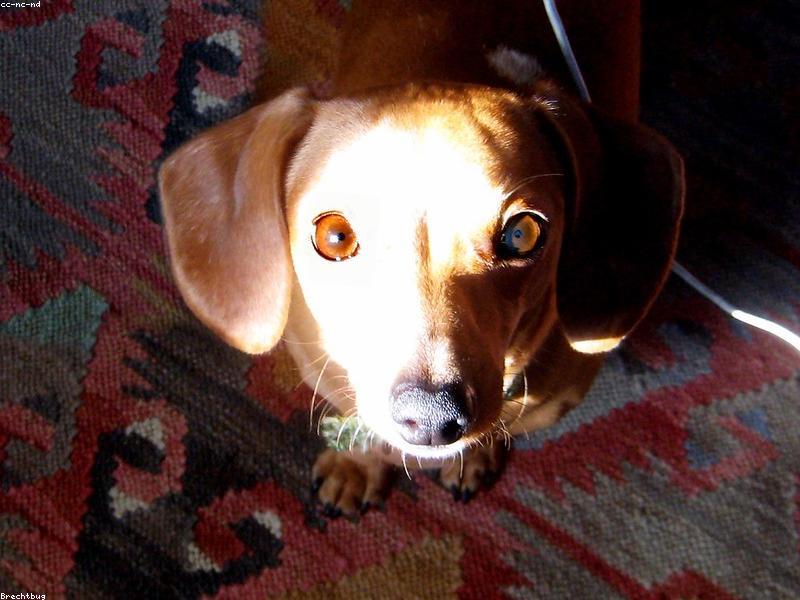 Laika — photo 1