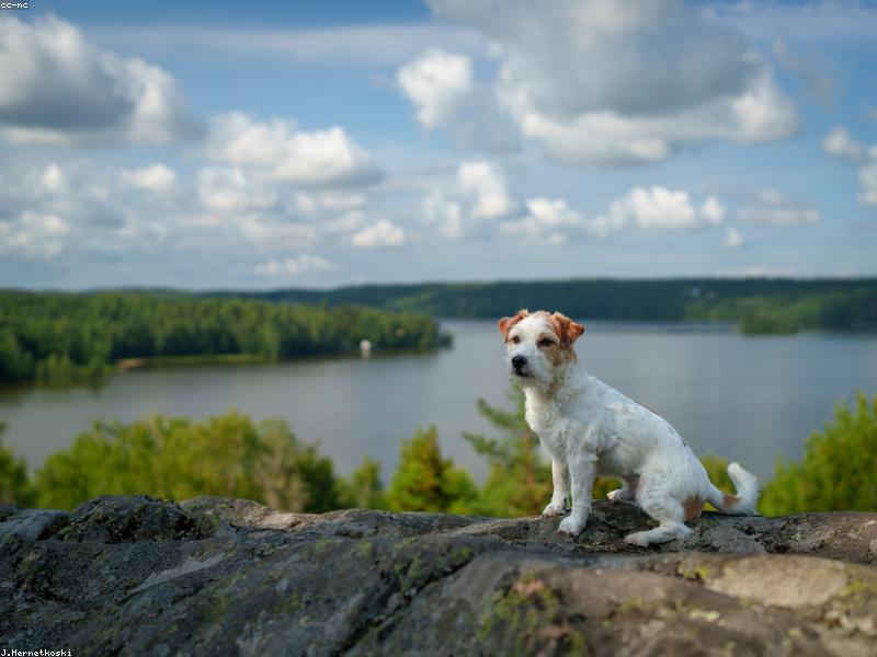 Sergeant Stubby — photo 1