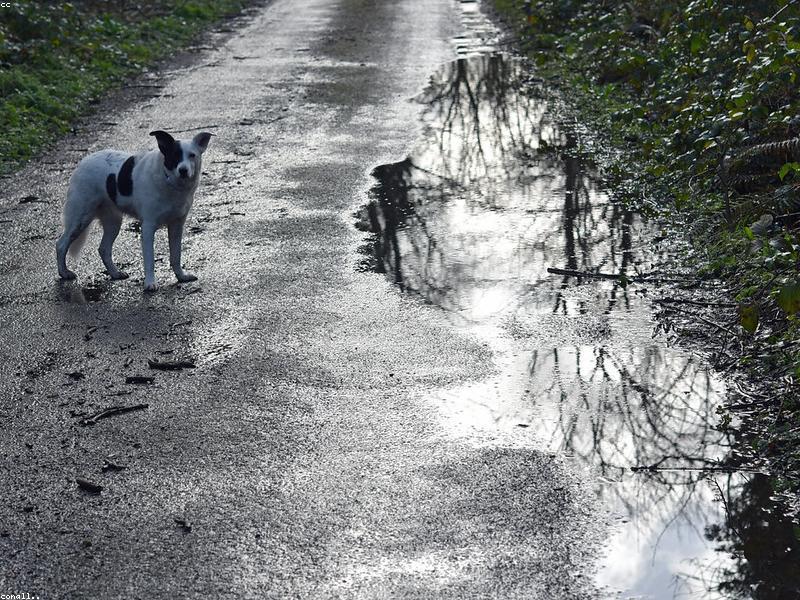 Bobbie the Wonder Dog — photo 2