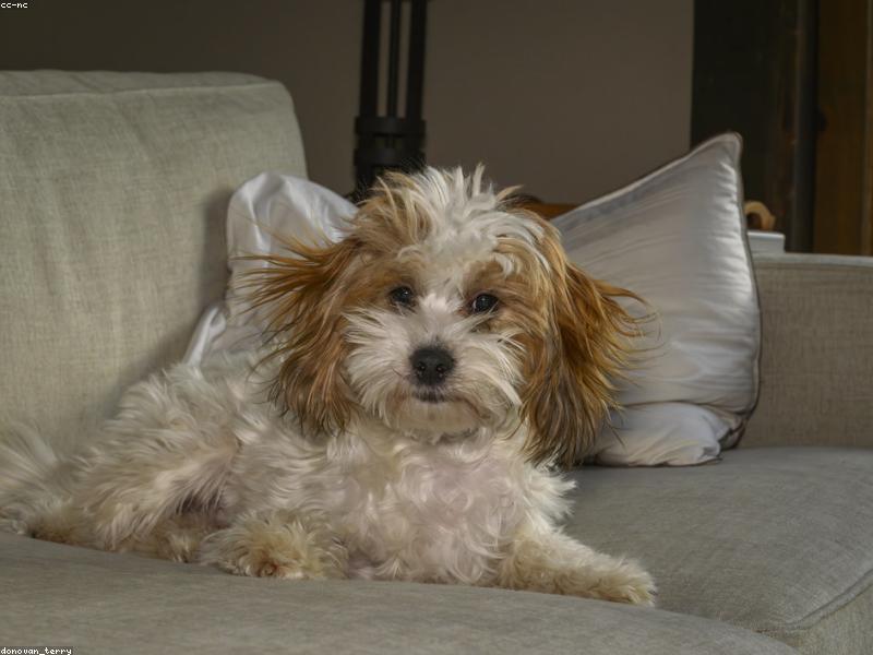 Gander — photo 1