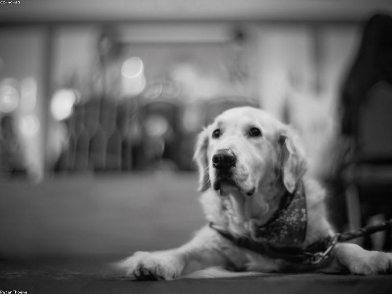 Gander — photo 3