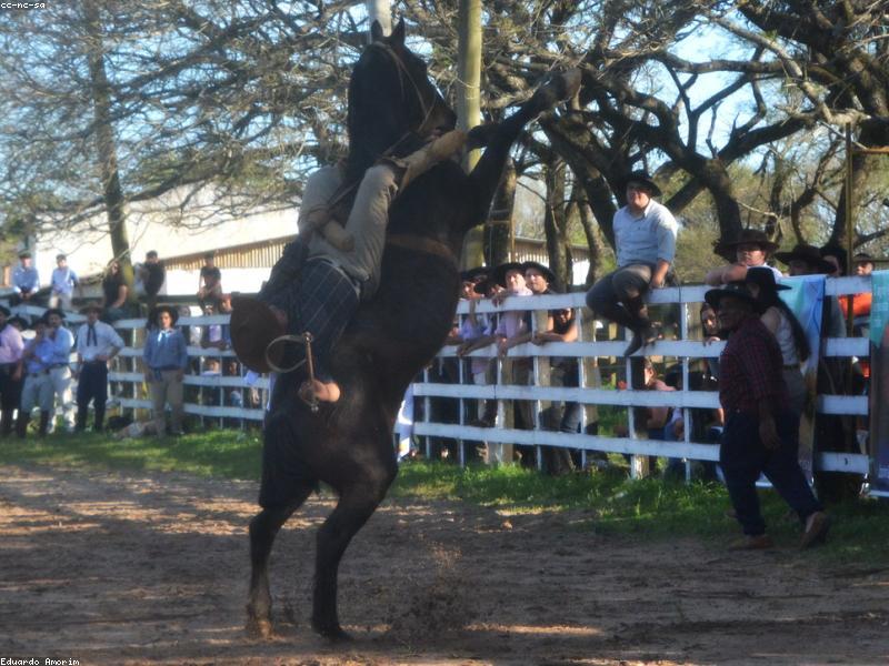 Sergeant Reckless — photo 1