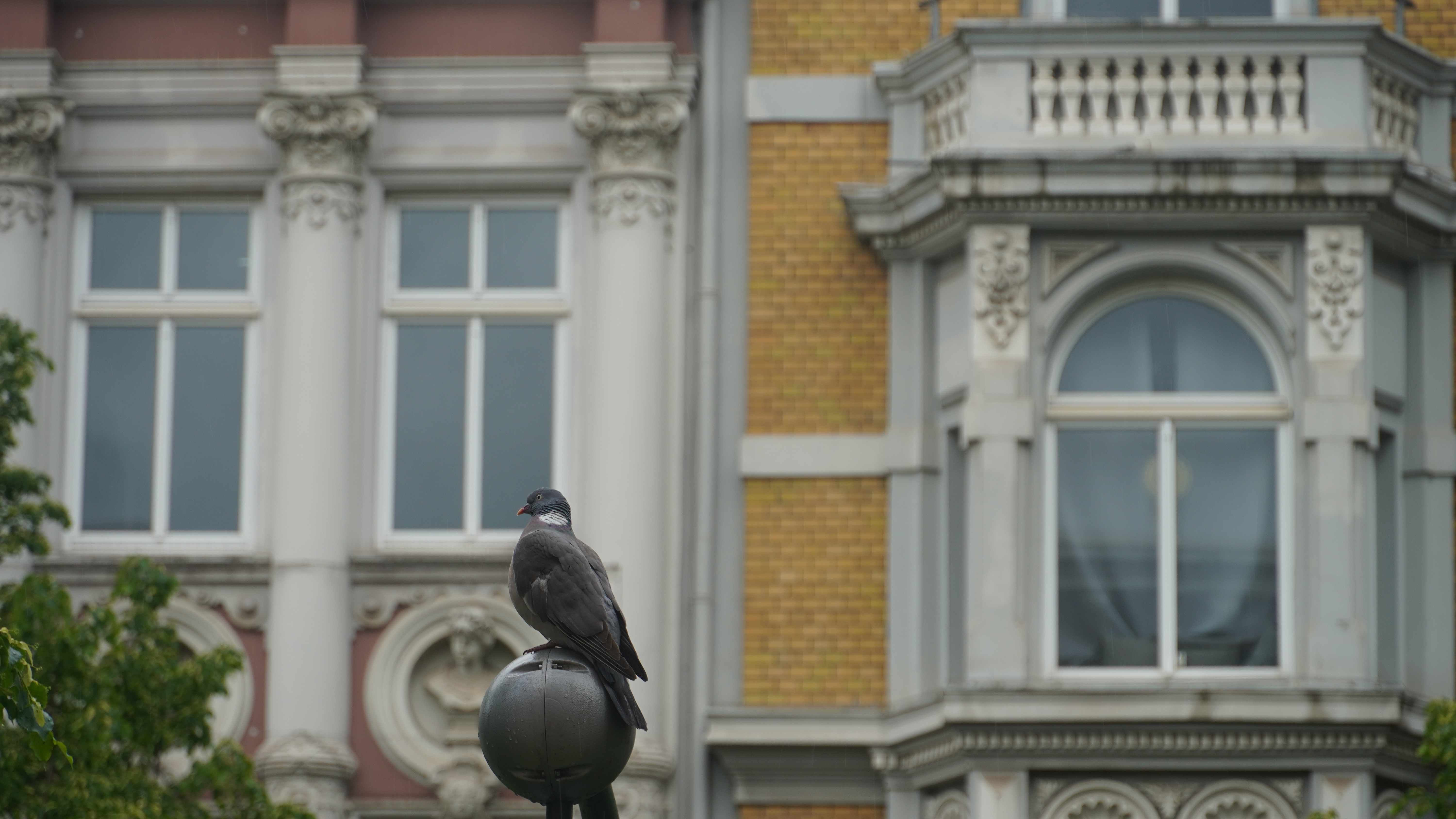 First snap with Sony Alpha 6400.