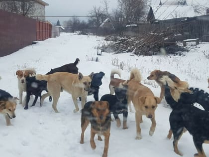 Госдума рассмотрит три законопроекта Башкирии о домашних и бездомных животных