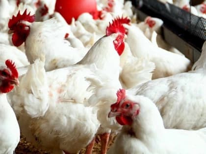 В Башкирии назвали населенные пункты, попавшие из-за птичьего гриппа в угрожаемую зону