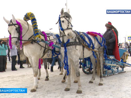 Парад конных экипажей: как в Уфе прошел завершающий день фестиваля «Терра Зима»?