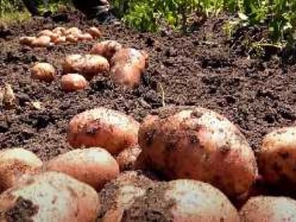 Спасите свой картофель: агроном раскрывает ключевые ошибки полива, которые могут погубить урожай