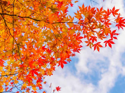 В Башкирии вновь наступит бабье лето