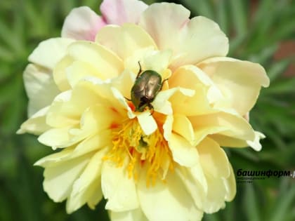 МЧС предупреждает о жаркой погоде и чрезвычайной пожароопасности в Башкирии