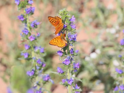 С началом календарного лета в Башкирию придёт настоящая жара