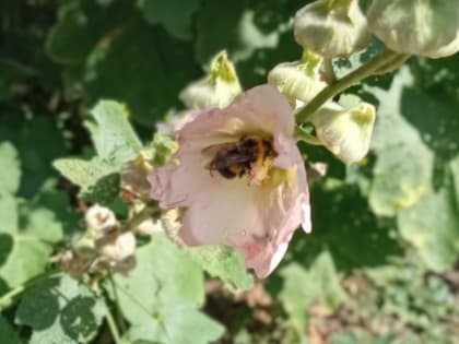 В августе в Башкирии будет не так жарко